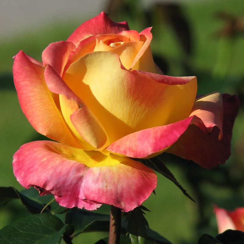 Amazon.com: Rose Plant Live, planta viva de rosales para plantar